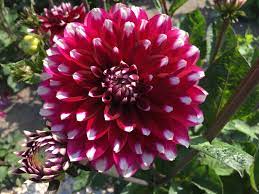 First Dahlias To Open Up Fully More To Follow Ilovedahlia Bulb Flowers Dahlia Flowers