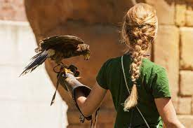 A person who breeds or trains hawks or other birds of prey for taking birds or game. Falconer Definition Und Bedeutung Collins Worterbuch