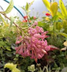 Image result for Cestrum × cultum