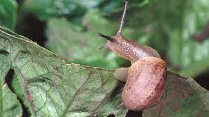 Whether that is fruits and veg such as brassicas. Stowaway Snails Slugs Could Be Hazardous The San Diego Union Tribune