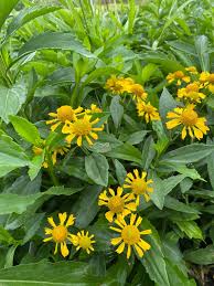 Image result for Helenium autumnale