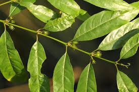 Image result for Pauridiantha