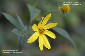 Thinleaf Sunflower Ten Petal Sunflower Forest Sunflower Pale Sunflower Helianthus Decapetalus Wild Flowers Sunflower Forest