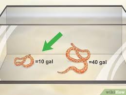 These leds provide excellent illumination of your vivariums/terrariums and make your live plants and mosses grow! 3 Ways To Create A Corn Snake Vivarium Wikihow
