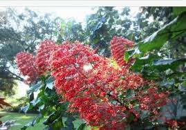 Image result for Clerodendrum poggei