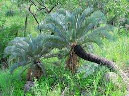 Image result for Cycadaceae