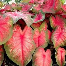 You Are Purchasing 5 Size 1 To Jumbo Tequila Sunrise Caladiums Fresh Us Seller Immediate Shipping Please Note That Tequila Sunrise Caladium Tequila