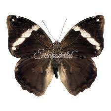 Image result for Disperis sp. nov. aff. macowanii