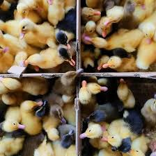 Bebek bebek mati is on facebook. Cara Merawat Anak Entok Baru Menetas Agar Tidak Mati Paling Mudah Faunadanflora Com