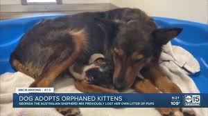 Use the search tool below and browse adoptable. Dog Adopts Orphaned Kittens Video Dailymotion