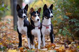 Here you will find one or more explanations in english for the word bajensis. Basenji Steckbrief Charakter Pflege Haltung