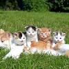 Suchen sie in stockfotos und lizenzfreien bildern zum thema tigerkatze von istock. 1