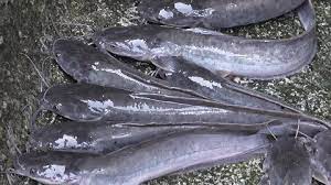 Makanan ikan keli untuk cepat besar | penternakan ikan keli. Pembenihan Ikan Keli Lele Keli Bagi Pemula Serta Cara Meraawatnya