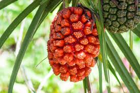 Image result for Pandanus odoratissimus