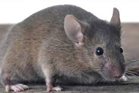 Rats generally begin a new burrow adjacent to an object or structure, as this provides a. Rodent Pest Control Rat Control Rodent Control Rodents
