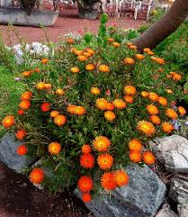 Image result for Lampranthus spp.