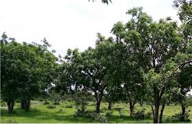 Image result for Ozoroa nigricans