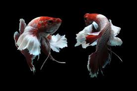 All You Need To Know About A Betta Fish Bubble Nest In 2020 Betta Fish Siamese Fighting Fish Betta