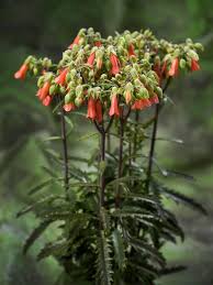 Lucky Bells By Vilosa Planten