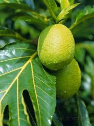 Breadfruit Taipivai Bay Nuku Hiva Island Marquesas Islands Archipelago French Polynesia Photographic Print J P De Manne Allposters Com Marquesas Islands French Polynesia Breadfruit
