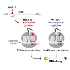 Relations between replication and transcription. Acetylation Of Cytidine In Mrna Promotes Translation Efficiency Sciencedirect