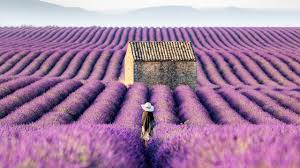Lavender flower blooming fields in endless rows. Lavender Fields Of The Provence France 4k Stock Youtube
