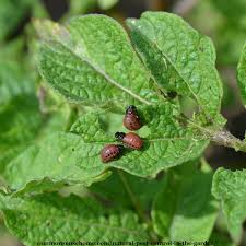 How to check if your garden is healthy? Natural Pest Control In The Garden Get Rid Of 20 Top Pests