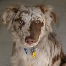 No one is quite sure when the first silver labrador came about, but it has always been much more uncommon than other labs. Aussiedor Australian Shepherd Labrador Retriever Mix Info And Pictures