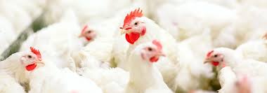 Hens can also become fatigued and may hide to avoid the roosters' attentions. How To Treat Pecking Sores In Chickens Vetericyn