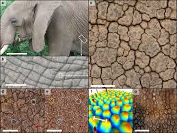 Locally Curved Geometry Generates Bending Cracks In The African Elephant Skin Nature Communications