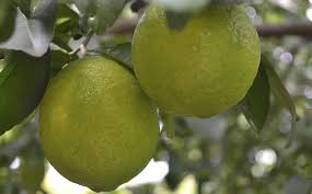 Buy persian lime trees (citrus latifolia) online. Lime Fruit Citric Lemon Green Yellow Mediterranean Acidity Vitamin C Citrus Fruit Tree Pikist