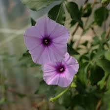 Image result for Ipomoea transvaalensis