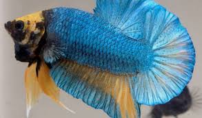 Jika anda menyukai warna hitam pasti anda akan tertarik dengan black vampire betta fish yang kami sebutkan ini. Banyak Untung Kenali 10 Jenis Dan Harga Ikan Cupang Paling Banyak Dicari Aplikasi Pertanian Media Agribisnis Gdm Agri