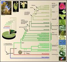 Pin By Aerobe On Biologia Planting Flowers Plants Kingdom Fungi
