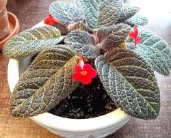 Check spelling or type a new query. African Violets Growing Problems How To Keep African Violets Healthy