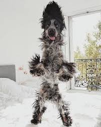 Her Sabah Ki Heyecanim Minciklipatates Doga Spor Yemek Araba Sanat Seyahat Cizgiroman Stil Dekorasyon Muzik Fitn Happy Dogs Dog Activities Dogs