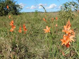 Image result for Tritonia moggii