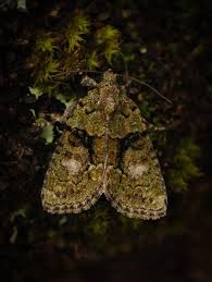 Image result for Cryphia algae