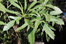Image result for Cussonia natalensis