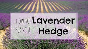 Generally, smaller plants should be planted at higher density. How To Plant A Lavender Hedge Preparednessmama