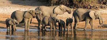 Maimutica traieste in junglele braziliene si se hraneste cu fluturi, gindaci, arahide, banane etc. Elefant Informatii Si 30 Curiozitati Despre Elefanti Wiki Animale Goki Ro