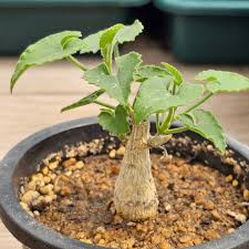 Image result for Corallocarpus bainesii