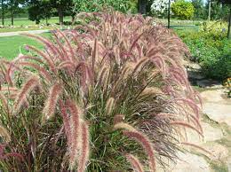 How To Grow Ornamental Grasses Growing Caring For Ornamental Grass Ornamental Grass Landscape Ornamental Grasses Grasses Landscaping