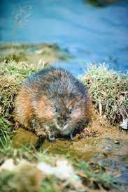 Muskrats do not pose too many problems to a pond. How To Get Rid Of Muskrats