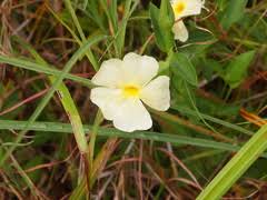 Image result for Anisotes formosissimus