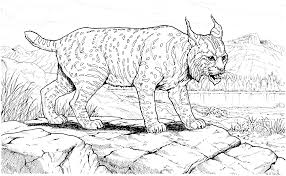 While the lions are among the lion coloring pages printable. Realistic Mountain Lion Coloring Pages Novocom Top
