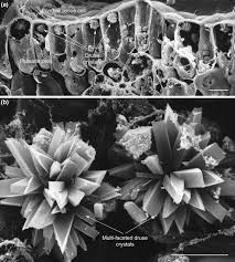 They look like microscopic carnations, but their although the presence of calcium oxalate crystals was first described in plants by pioneer. Calcium Oxalate In Plants Trends In Plant Science