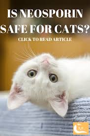 Can i use neosporin on cats? What You Need To Know About Neosporin Cats Cat Wounds Neosporin