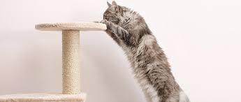 Managing The Pain Of Feline Degenerative Joint Disease