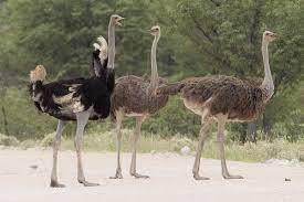 Consider The Ostrich: Job 39 And God's Commentary On His Creation –  Naturalis Historia